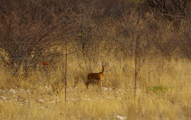 666 Namibia Okt 2006 Damara Dikdik.JPG